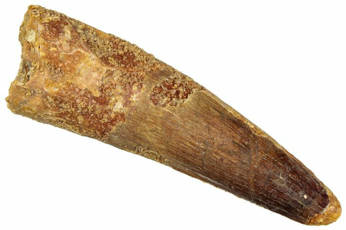 Fossil Spinosaurus Tooth - Real Dinosaur Tooth #296477